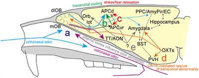 Editorial: Odor information processing and stress response